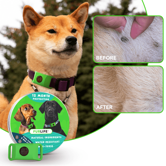 FurLife™ – Long-Lasting Defence Against Fleas & Ticks